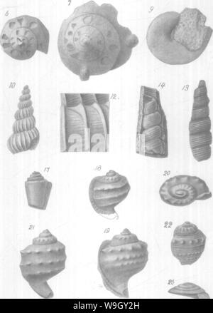 Immagine di archivio da pagina 407 di Gasteropoda e cefalopodi del Foto Stock