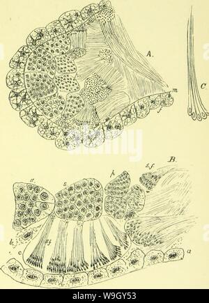 Immagine di archivio da pagina 410 di anatomia, fisiologia, morfologia e