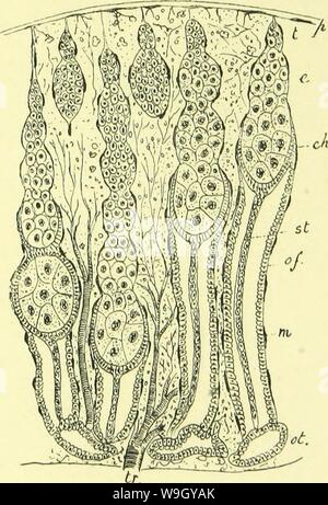 Immagine di archivio da pagina 416 di anatomia, fisiologia, morfologia e Foto Stock