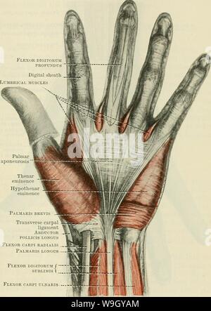 Immagine di archivio da pagina 416 di Cunningham il libro di testo di anatomia (1914) Foto Stock