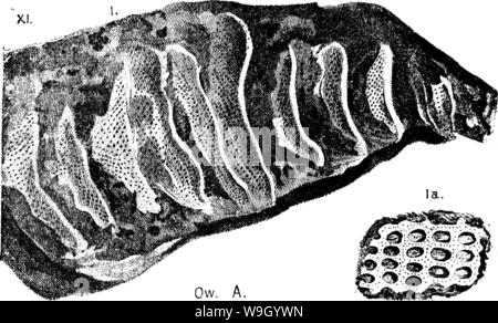Immagine di archivio da pagina 430 di un dizionario dei fossili Foto Stock