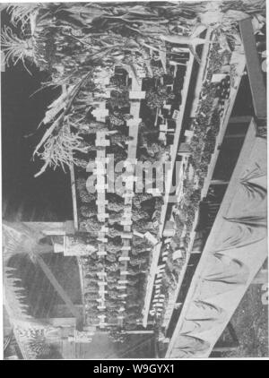 Immagine di archivio da pagina 428 della enciclopedia di pratica orticoltura; Foto Stock