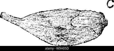 Immagine di archivio da pagina 437 di un dizionario dei fossili Foto Stock