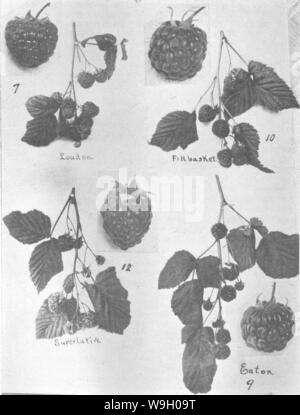 Immagine di archivio da pagina 439 della enciclopedia di pratica orticoltura; Foto Stock