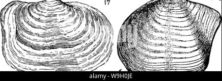 Immagine di archivio da pagina 447 di un dizionario dei fossili Foto Stock