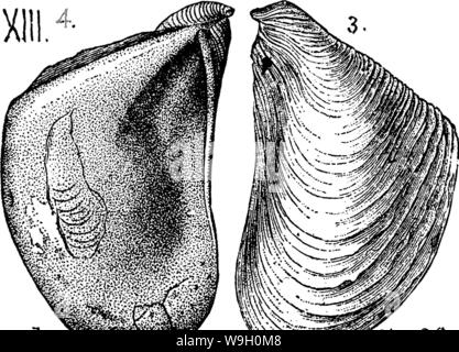 Immagine di archivio da pagina 447 di un dizionario dei fossili Foto Stock