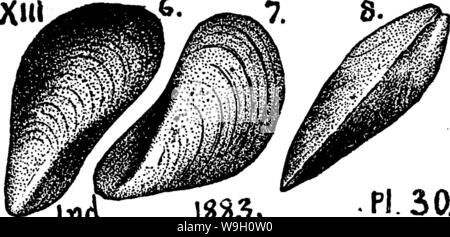 Immagine di archivio da pagina 449 di un dizionario dei fossili