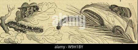 Immagine di archivio da pagina 460 di morire Insekten, Tausendfüssler und Spinnen Foto Stock