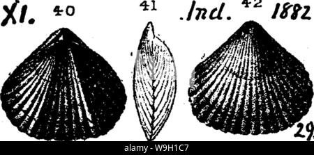 Immagine di archivio da pagina 460 di un dizionario dei fossili Foto Stock