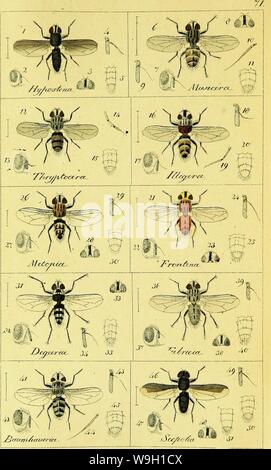 Immagine di archivio da pagina 461 di Systematische Beschreibung der bekannten europäischen. Systematische Beschreibung der bekannten europäischen zweiflügeligen Insekten CUbiodiversity1125517-9539 Anno: 1818 ( -7 'Wyftuccwi a. i, Zw. Foto Stock