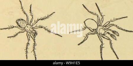 Immagine di archivio da pagina 461 della American ragni e loro la filatura. Ragni americani e il loro lavoro di filatura. Una storia naturale dell'orbweaving ragni degli Stati Uniti, con particolare riguardo alla loro industria e abitudini CUbiodiversity1121211-9810 Anno: 1889 ( 452 AMERICAN SI'IDKRS E LORO SPINNINGWORK. membri che essi sono extra-europei, molti dei quali appartenenti al tropical e tem- perate climi. Il Dott. G. Mayr pensa l'ambra formiche hanno poche relazioni con le formiche di tropical Africa e America. IV. Si può notare a questo proposito che un confronto di fossili di ragni di Europa con quelle Foto Stock