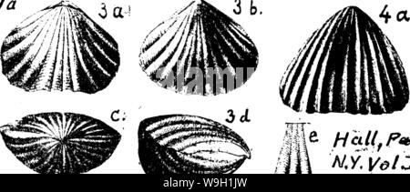 Immagine di archivio da pagina 465 di un dizionario dei fossili Foto Stock