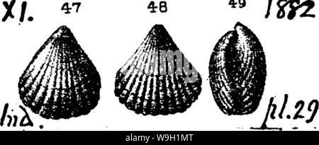 Immagine di archivio da pagina 469 di un dizionario dei fossili Foto Stock