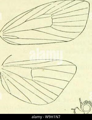 Immagine di archivio da pagina 469 di un Handbook of British lepidoptera Foto Stock