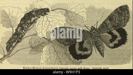 Immagine di archivio da pagina 469 di morire Insekten, Tausendfüssler und Spinnen Foto Stock