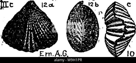 Immagine di archivio da pagina 470 di un dizionario dei fossili Foto Stock