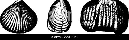 Immagine di archivio da pagina 470 di un dizionario dei fossili Foto Stock