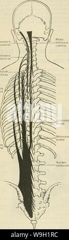 Immagine di archivio da pagina 471 di Cunningham il libro di testo di anatomia (1914). Cunningham il libro di testo di anatomia cunninghamstextb00cunn Anno: 1914 ( 438 il sistema MUSCULAK. Formano una stretta banda legamentose che collega l'ultima nervatura per la cresta iliaca tra i muscoli della schiena su un lato e quelle della parete addominale sull'altro. Lo strato centrale è una fascia che si estende lateralmente a partire dalla estremità dei processi trasversali delle vertebre lombari, tra la sacrospinalis dietro e il quadratus lumborum muscle davanti. La strato anteriore è fissato alle vertebre lombari vicino Foto Stock