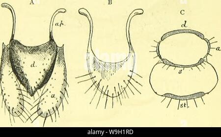 Immagine di archivio da pagina 471 di anatomia, fisiologia, morfologia e Foto Stock