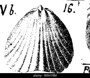 Immagine di archivio da pagina 470 di un dizionario dei fossili Foto Stock