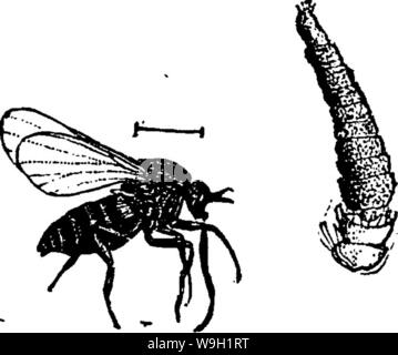 Immagine di archivio da pagina 470 del manuale per lo studio Foto Stock