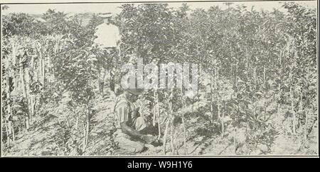 Immagine di archivio da pagina 473 del riesame di Cuba (1907-1931) Foto Stock