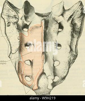 Immagine di archivio da pagina 476 di Cunningham il libro di testo di anatomia (1914) Foto Stock