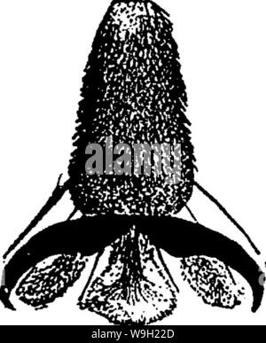 Immagine di archivio da pagina 476 del manuale per lo studio Foto Stock