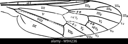 Immagine di archivio da pagina 477 del manuale per lo studio Foto Stock