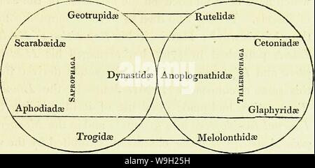 Immagine di archivio da pagina 482 di una introduzione di entomologia, o, Foto Stock