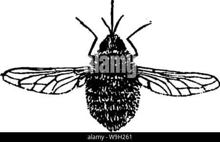 Immagine di archivio da pagina 482 del manuale per lo studio Foto Stock