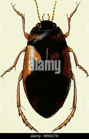 Immagine di archivio da pagina 482 di Iconographie et Histoire Naturelle des Foto Stock