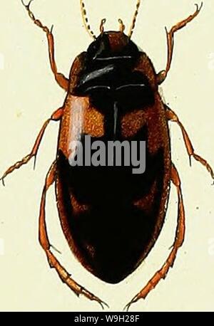 Immagine di archivio da pagina 482 di Iconographie et Histoire Naturelle des Foto Stock