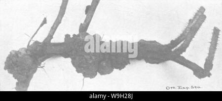 Immagine di archivio da pagina 482 della enciclopedia di pratica orticoltura; Foto Stock