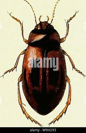 Immagine di archivio da pagina 482 di Iconographie et Histoire Naturelle des Foto Stock