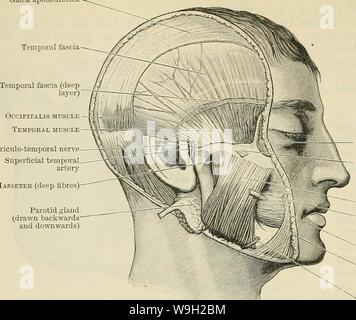 Immagine di archivio da pagina 489 di Cunningham il libro di testo di anatomia (1914). Cunningham il libro di testo di anatomia cunninghamstextb00cunn Anno: 1914 ( 456 il sistema MUSCULAK. Galea aponeurotica fascia temporale Auriculo-nervo temporale- Ts."viJ-t JIasseter arteria (deep fibre) ghiandola parotide (disegnato all'indietro e verso il basso) Orbicularis ocdli Caput zygomaticum oe quadratus labi! Masseteri superioris (fibre superficiali) condotto parotide buccinatore Triangularis muscolo esterno arteria mascellare Fig. 405.-muscoli della masticazione (vista superficiale). Foto Stock