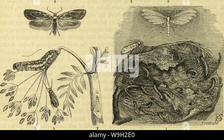 Immagine di archivio da pagina 489 di morire Insekten, Tausendfüssler und Spinnen Foto Stock