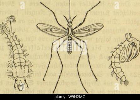 Immagine di archivio da pagina 500 di morire Insekten, Tausendfüssler und Spinnen Foto Stock