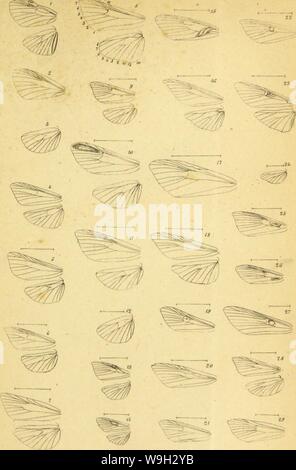 Immagine di archivio da pagina 510 di Wiener entomologische Monatschrift (1857) Foto Stock