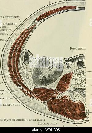 Immagine di archivio da pagina 510 di Cunningham il libro di testo di anatomia (1914) Foto Stock