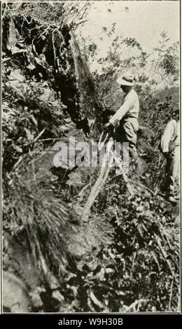 Immagine di archivio da pagina 510 del riesame di Cuba (1907-1931) Foto Stock