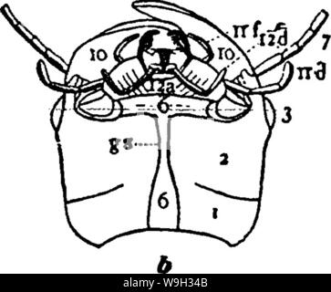 Immagine di archivio da pagina 518 del manuale per lo studio Foto Stock