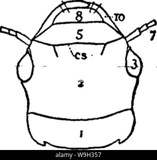 Immagine di archivio da pagina 518 del manuale per lo studio Foto Stock