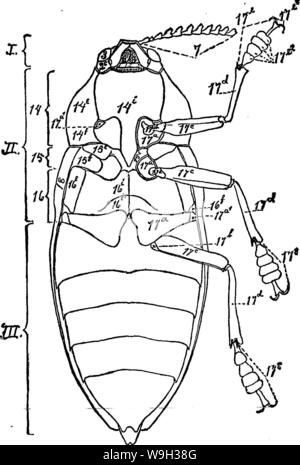 Immagine di archivio da pagina 522 del manuale per lo studio Foto Stock