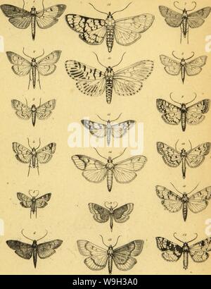 Immagine di archivio da pagina 524 di Wiener entomologische Monatschrift (1857) Foto Stock