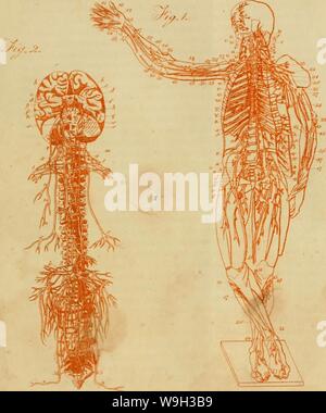 Immagine di archivio da pagina 524 di Culpepper il medico inglese ; e. Culpepper il medico inglese ; e a base di erbe completa culpeppersenglis00culp Anno: 1789 ( :v[} T//(' 'r/rr-t /'t'///( /fr/f/mBoh' Foto Stock