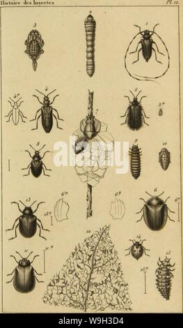 Immagine di archivio da pagina 530 della Histoire des insectes, traitant de Foto Stock