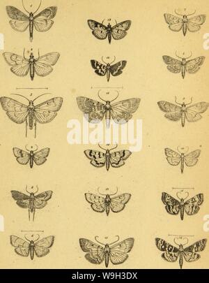 Immagine di archivio da pagina 526 di Wiener entomologische Monatschrift (1857) Foto Stock