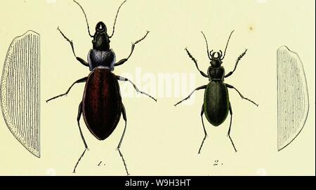 Immagine di archivio da pagina 534 di Iconographie et Histoire Naturelle des. Iconographie et Histoire Naturelle des coléoptères d'Europa; CUbiodiversity1128626-9559 Anno: 1829 ( Tom. /'/'/. Âj CARABUS Foto Stock