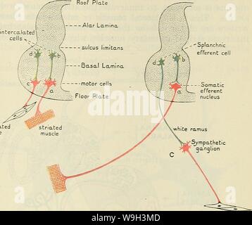 Immagine di archivio da pagina 538 di Cunningham il libro di testo di anatomia (1914) Foto Stock